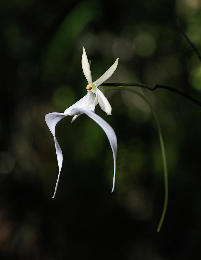 Ghost Orchid 2 Photograph by Rudy Wilms