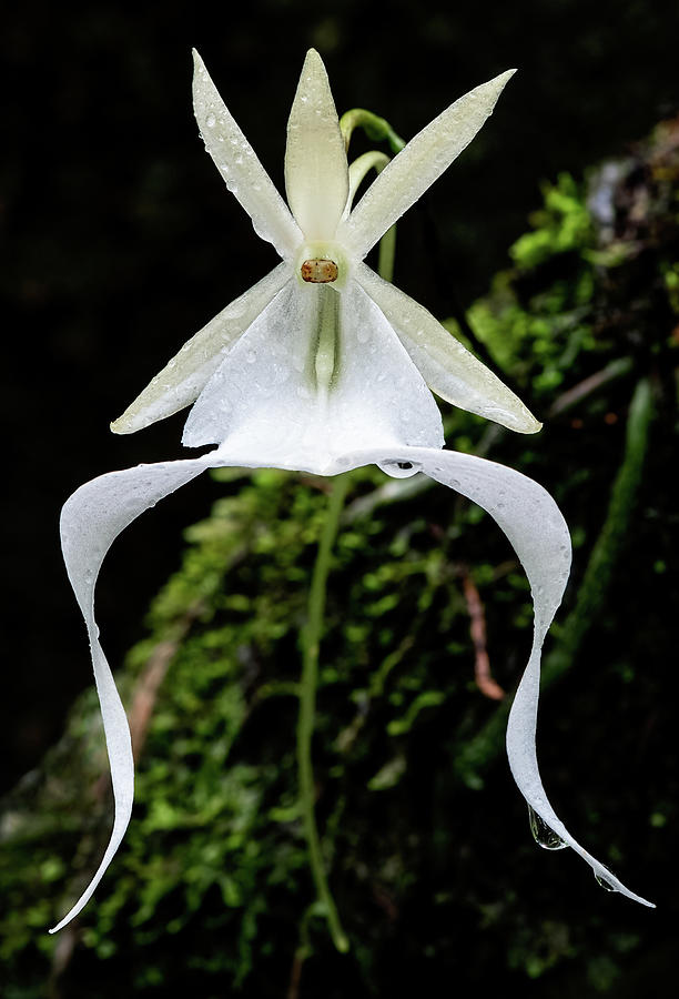 Ghost Orchid 2021 Photograph by Rudy Wilms