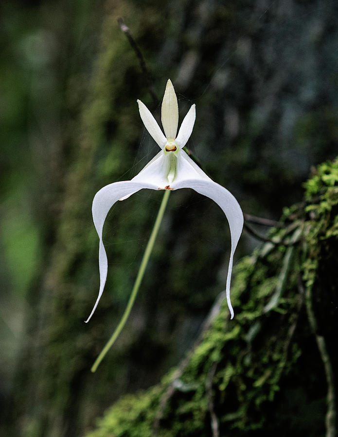 Ghost Orchid 3 Photograph by Rudy Wilms