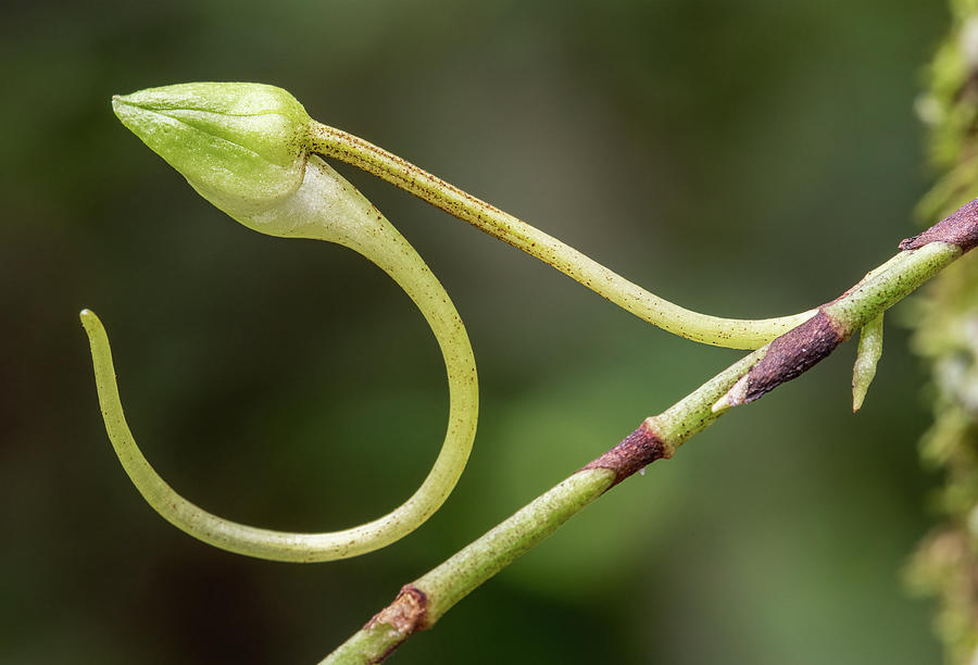 Ghost Orchid Bud Photograph by Rudy Wilms