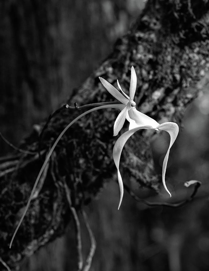 Ghost Orchid BW Photograph by Rudy Wilms