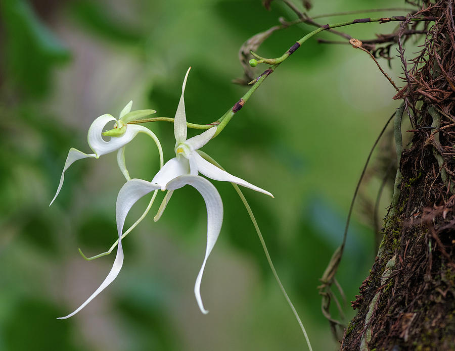Ghost Orchid Duo Photograph by Rudy Wilms