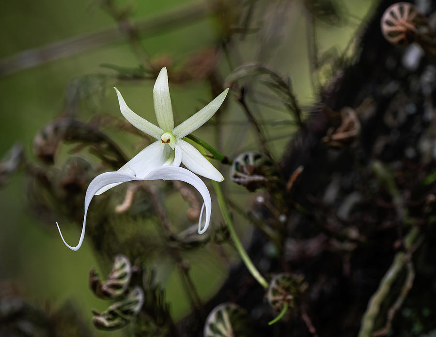 Ghost Orchid Fairy Photograph by Rudy Wilms
