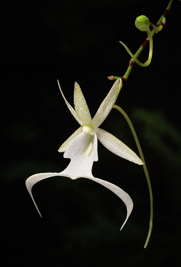 Ghost Orchid Flower and Bud  Photograph by Rudy Wilms