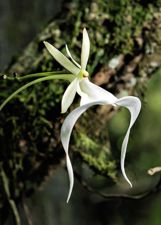 Ghost Orchid Photograph by Rudy Wilms