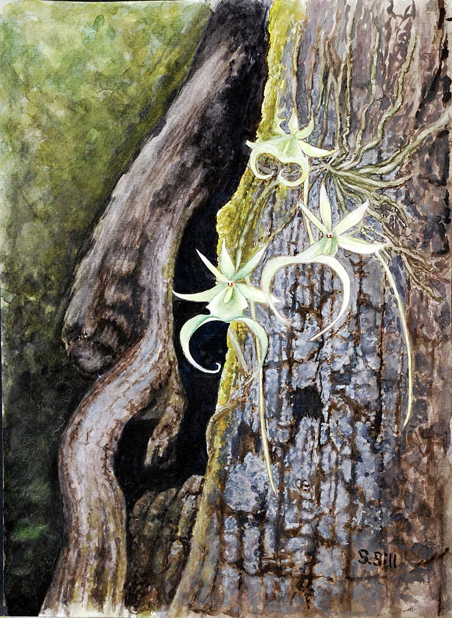 Ghost Orchid Painting by Sue Sill - Fine Art America