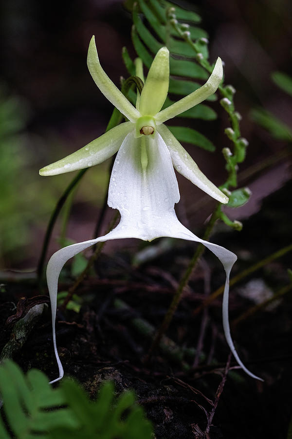 Ghost Orchid Survivor Photograph by Rudy Wilms