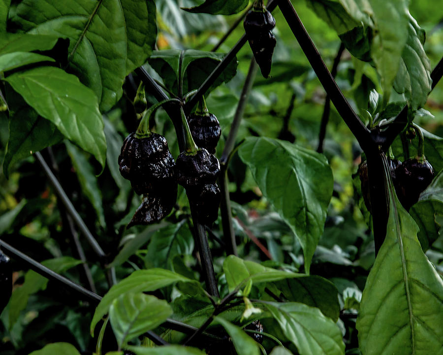 Ghost Pepper Black -01 Photograph by Flees Photos