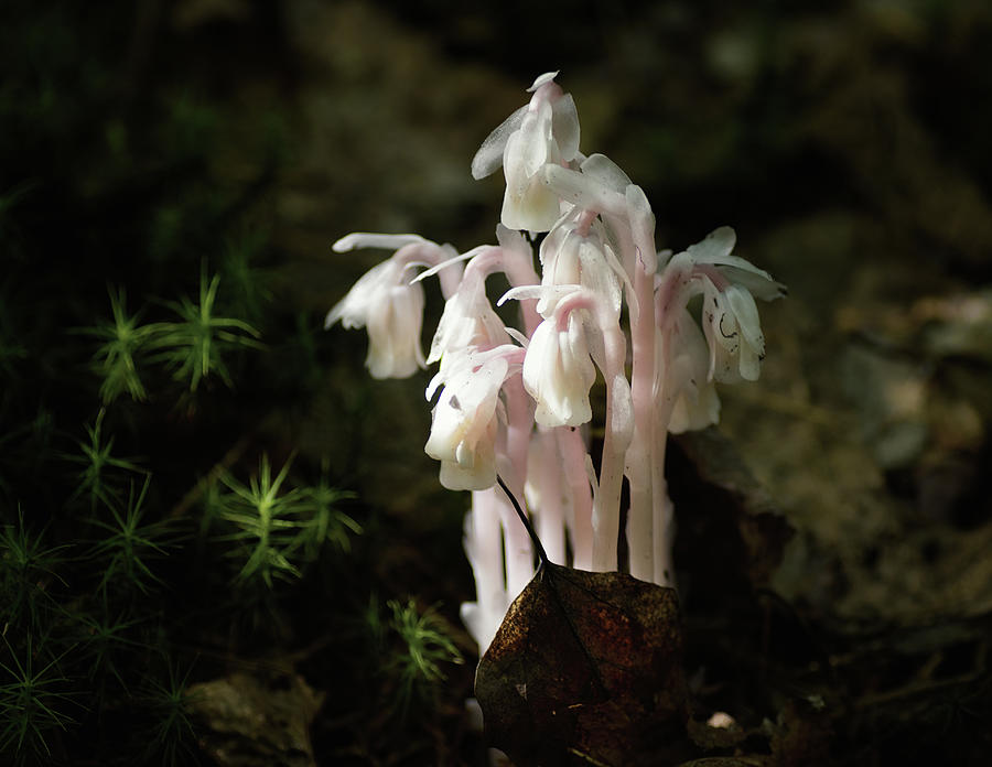 Ghost Plant Photograph by Sue Capuano