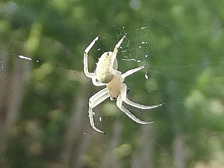 Ghost Spider-White Arachnid Mixed Media by Shelli Fitzpatrick