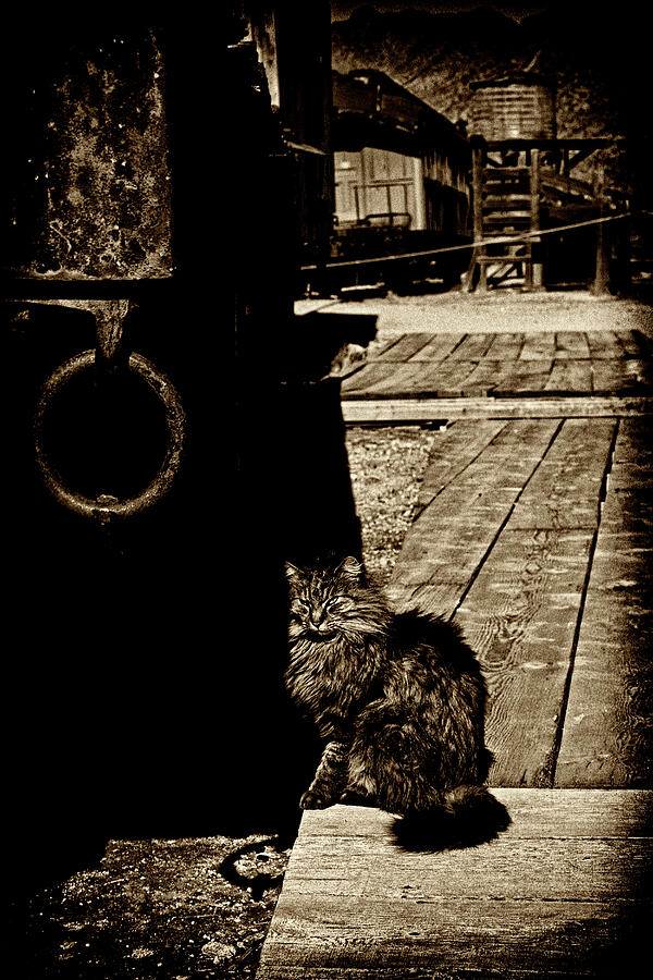 Ghost Town Cat - toned Photograph by Paul W Faust - Impressions of Light