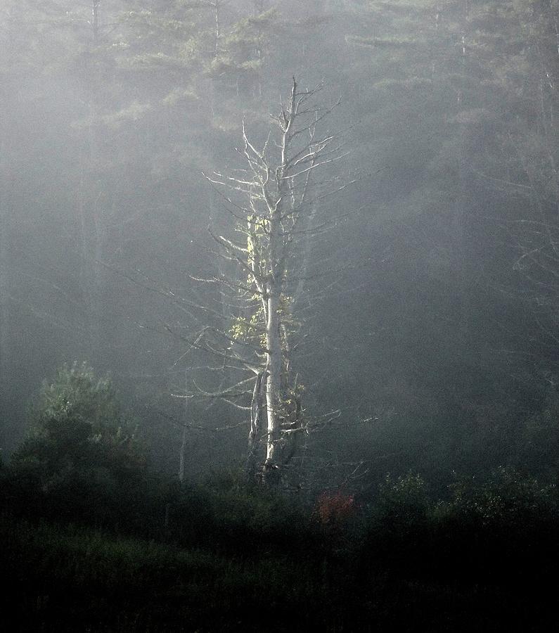 Ghost Tree Photograph by Catherine Arcolio