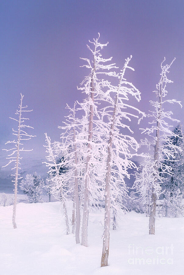 Ghost Trees in Yellowstone National Park Photograph by Dave Welling