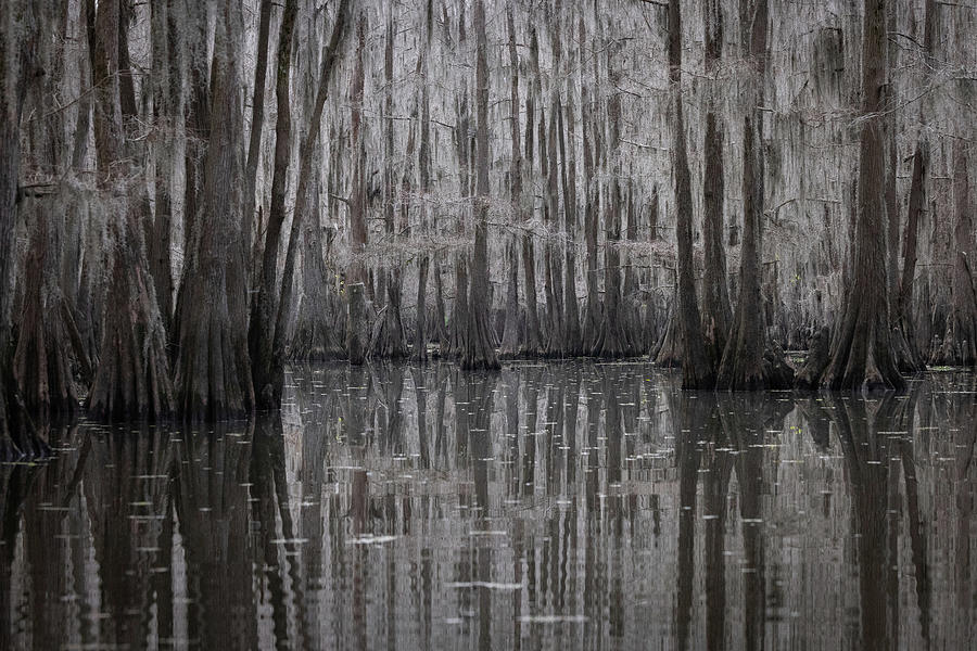 Ghostly Bayou Photograph by Fran Gallogly