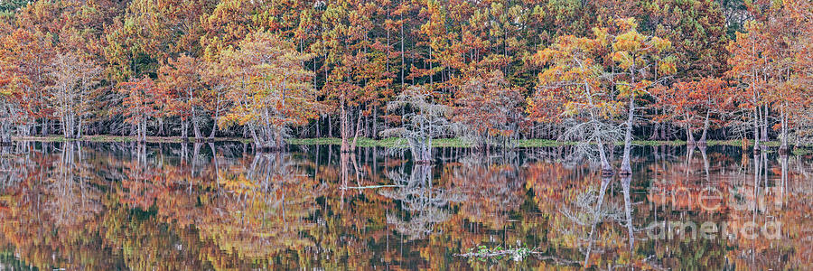 Ghostly Fall Foliage Bald Cypresses at Martin Dies Jr State Park - Pineywoods East Texas Photograph by Silvio Ligutti