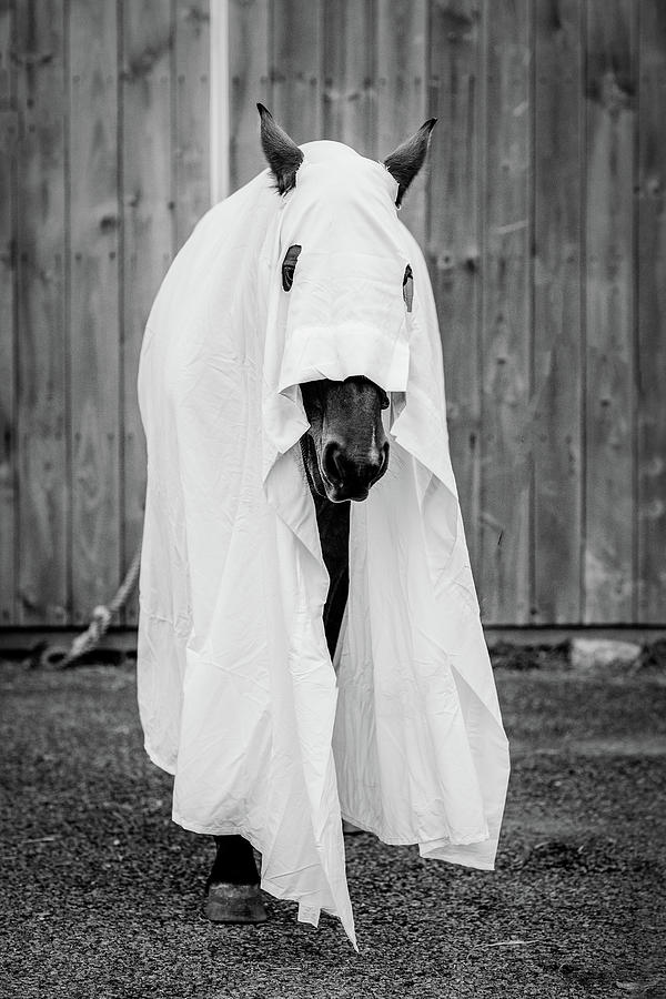 Ghostly Horse Photograph by Denise Kopko
