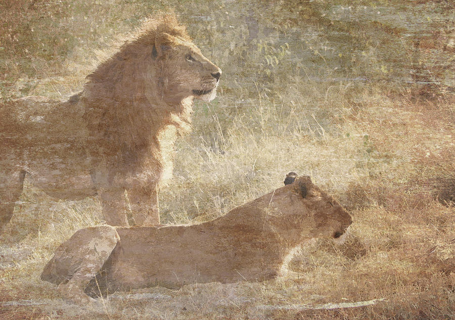 Lion Photograph - Ghostly Lions by Mauverneen Zufa Blevins