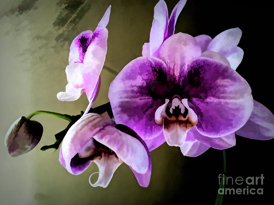 Ghostly Natural Orchid Photograph by Diana Mary Sharpton