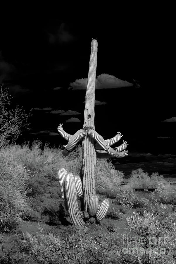 Ghostly Saguaro #1 Photograph by Kenneth Johnson