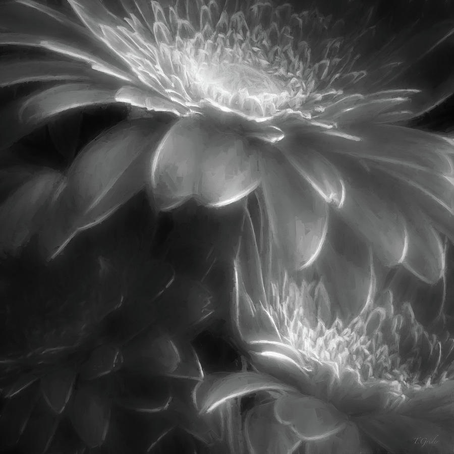 Ghostly Shades of Gray Gerberas Square Mixed Media by Tony Grider
