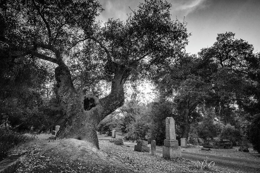 Ghostly Tree Guards the Cemetery Photograph by Lindsay Thomson