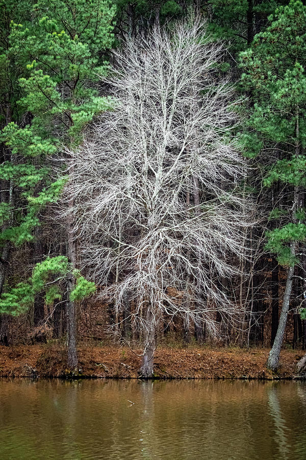 Ghostly Tree Photograph