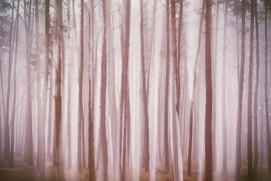Ghosts In The Fog Photograph by Andrii Maykovskyi Ghosts In The Fog Photograph by Andrii Maykovskyi