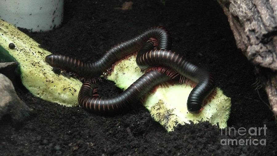 Giant African millipede or shongololo Photograph by Benny Marty