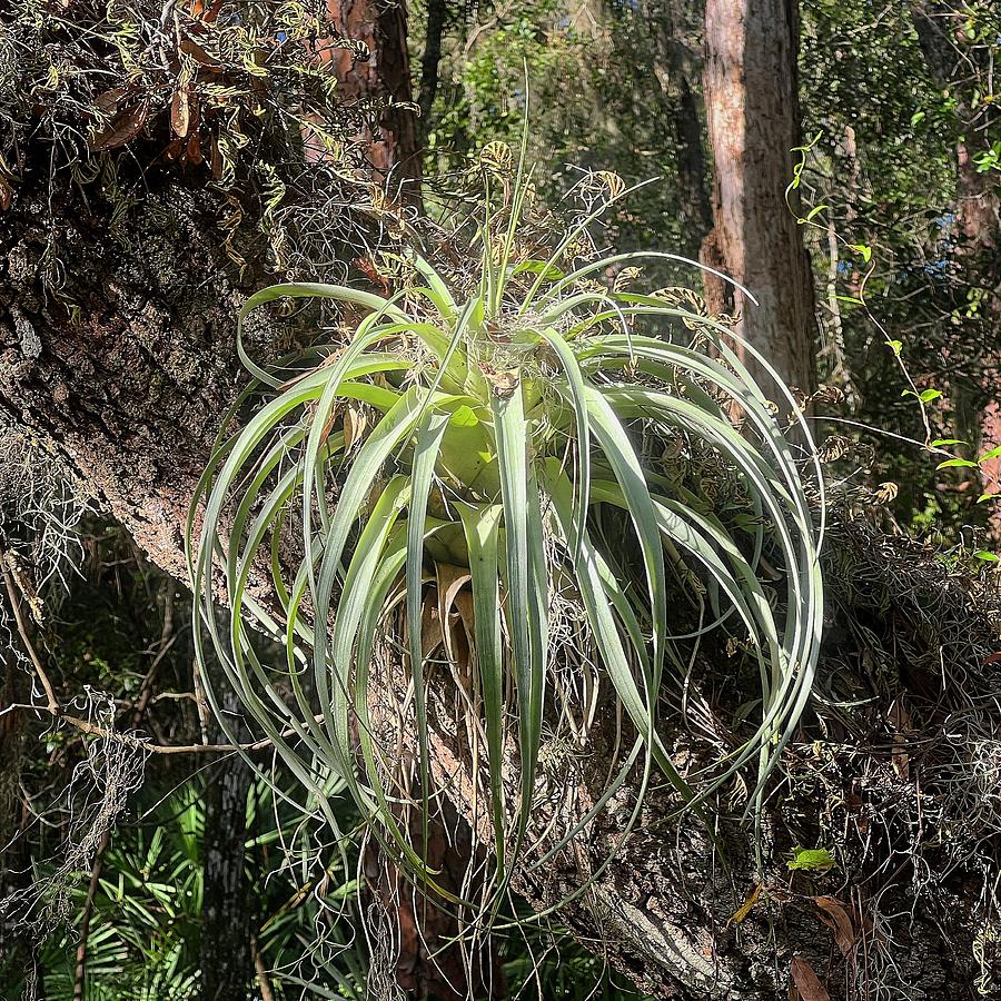 Giant Airplant Photograph by Paul Rebmann