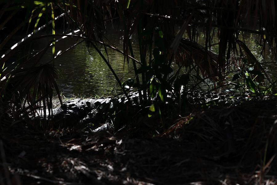 Giant Alligator- Close Encounter Photograph by Mingming Jiang