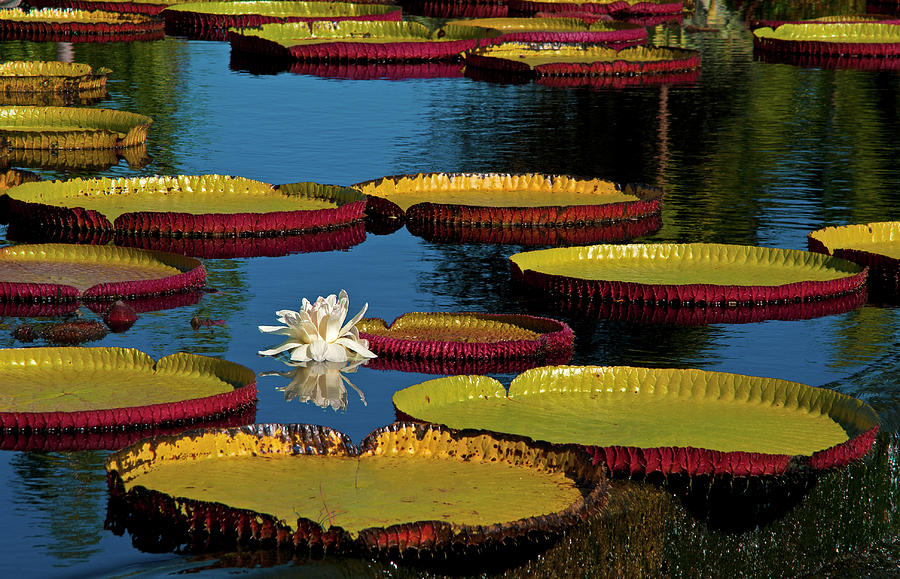 Giant Amozon Water Lily Photograph by Lou Novick