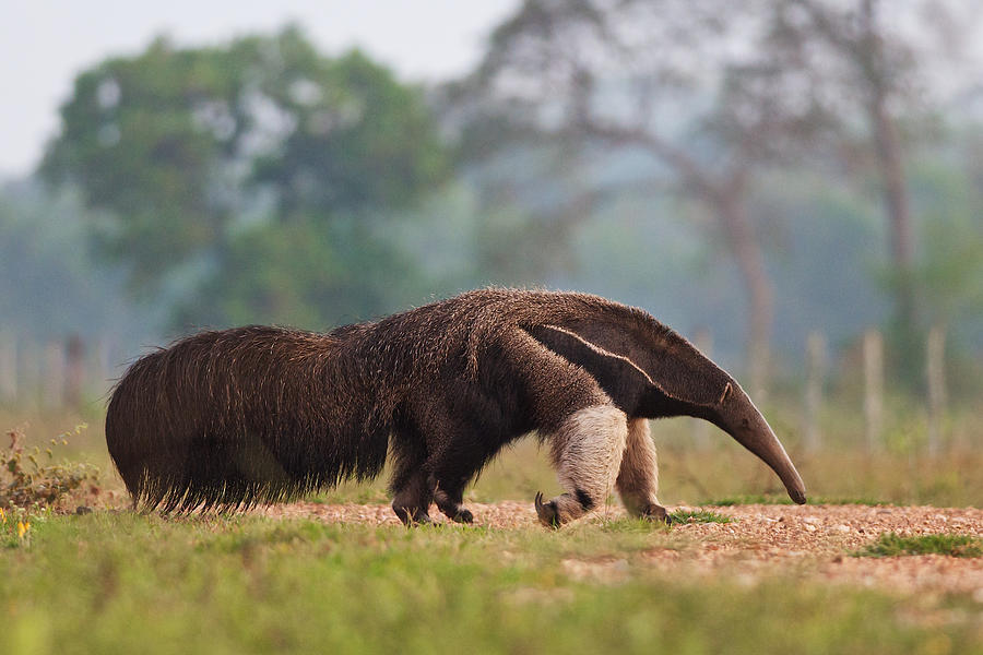 Giant Anteater in Pantanal Photograph by Peter Schoen