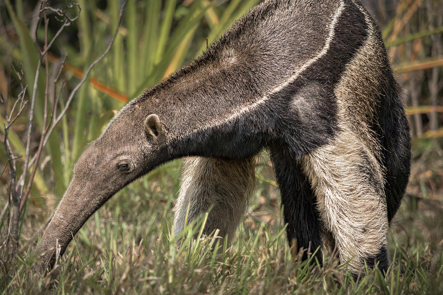 Giant Anteater Photograph