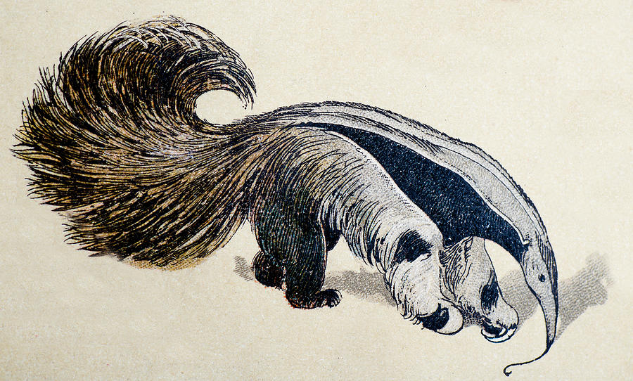 Giant anteater, mammals animals antique illustration Drawing by Ilbusca
