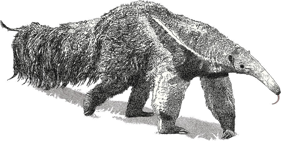 Giant Anteater Drawing by MattGrove
