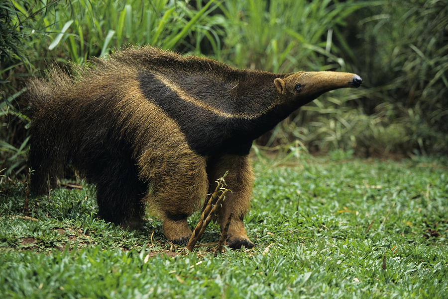 Giant anteater (Myrmecophaga tridactyla), Central or South America Photograph by Tom Brakefield