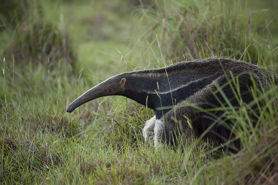 Giant anteater (myrmecophaga tridactyla), cerrado region, Brazil Photograph by Joao Inacio