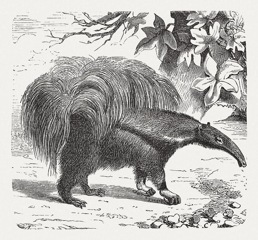 Giant anteater (Myrmecophaga tridactyla), wood engraving, published in 1893 Drawing by Zu_09