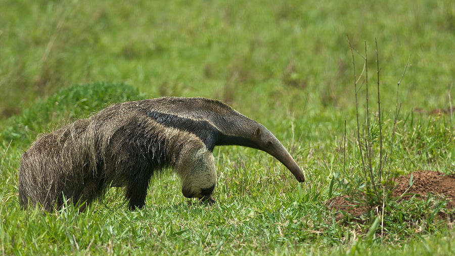 Giant Anteater Photograph by Peter Schoen