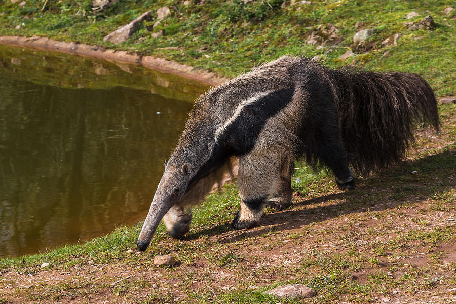 Giant Anteater prowling Photograph by Wellsie82