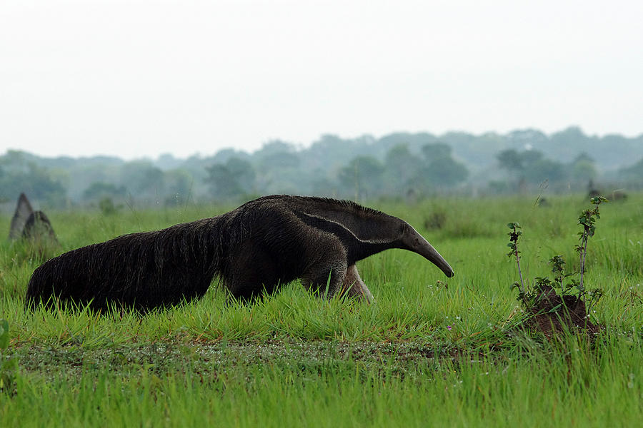 Giant Anteater roaming the Pantanal wetlands of Brazil Photograph by Image captured by Joanne Hedger