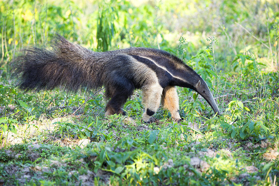Giant Anteater Wetland Brazil Photograph by Fandrade