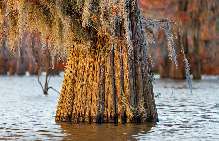 Giant Bald Cypress Tree Photograph by Tim Stanley
