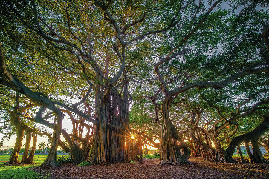Giant Banyan Ficus at Phipps Park West Palm Beach Photograph by Kim Seng