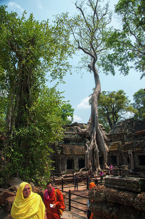 Giant Banyan Tree Photograph
