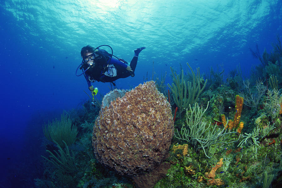 Giant Barrel Sponge and diver , underwater Photograph by Comstock Images