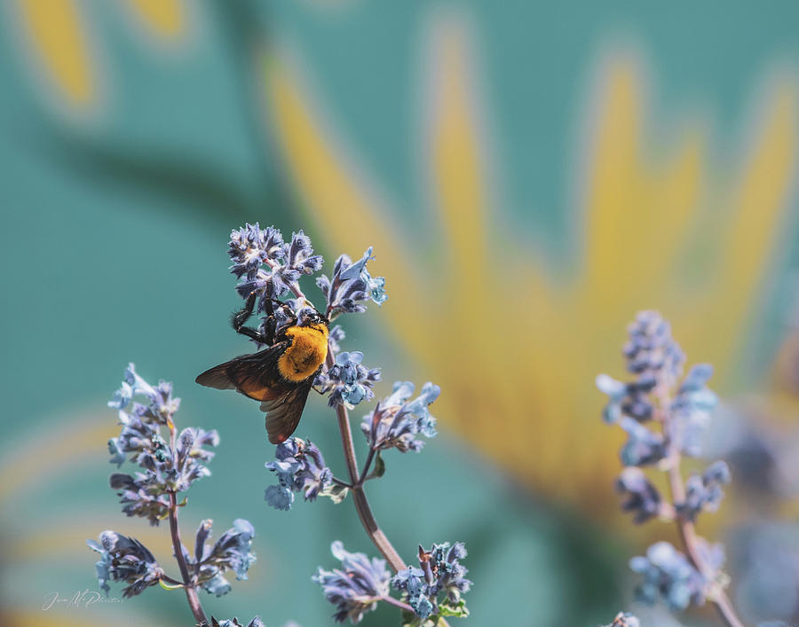 Giant Beautiful Bumble Bee on Purple Lupine Photograph by Jason McPheeters