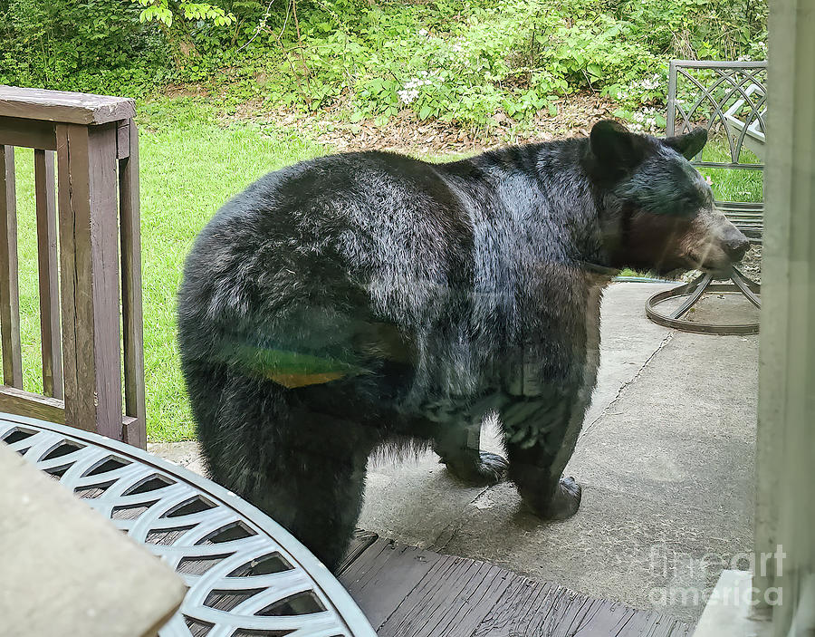 Giant Black Bear Photograph by David Oppenheimer - Pixels