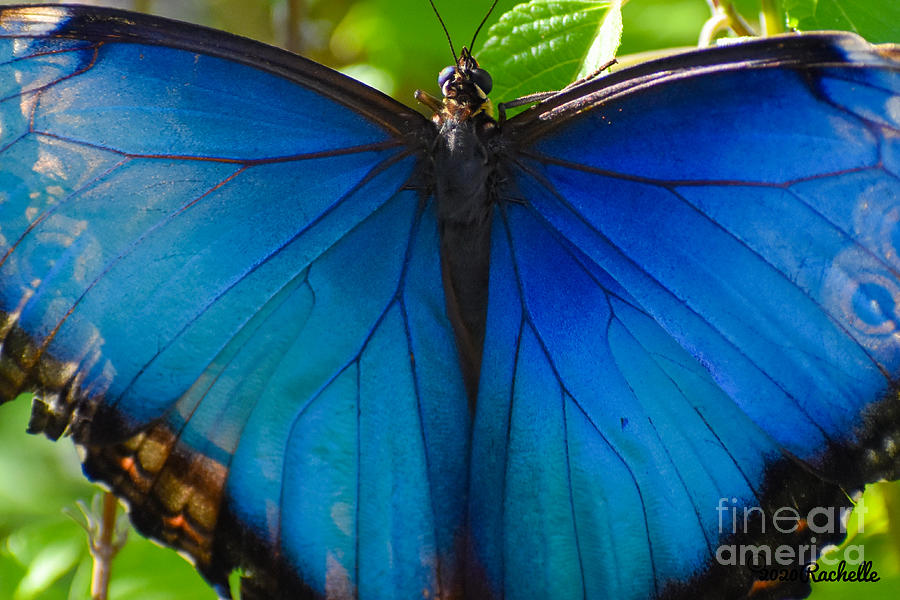 Giant Blue Morpho Butterfly Photograph by Rachelle Celebrity Artist ...