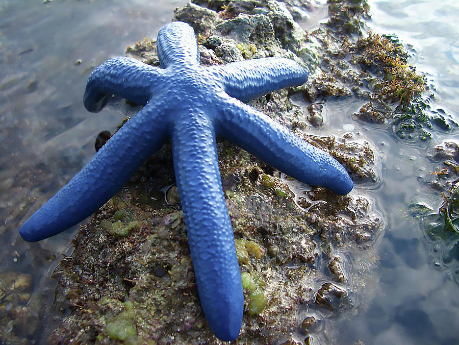 Nature Photograph - Giant Blue Starfish by Alex Gordon